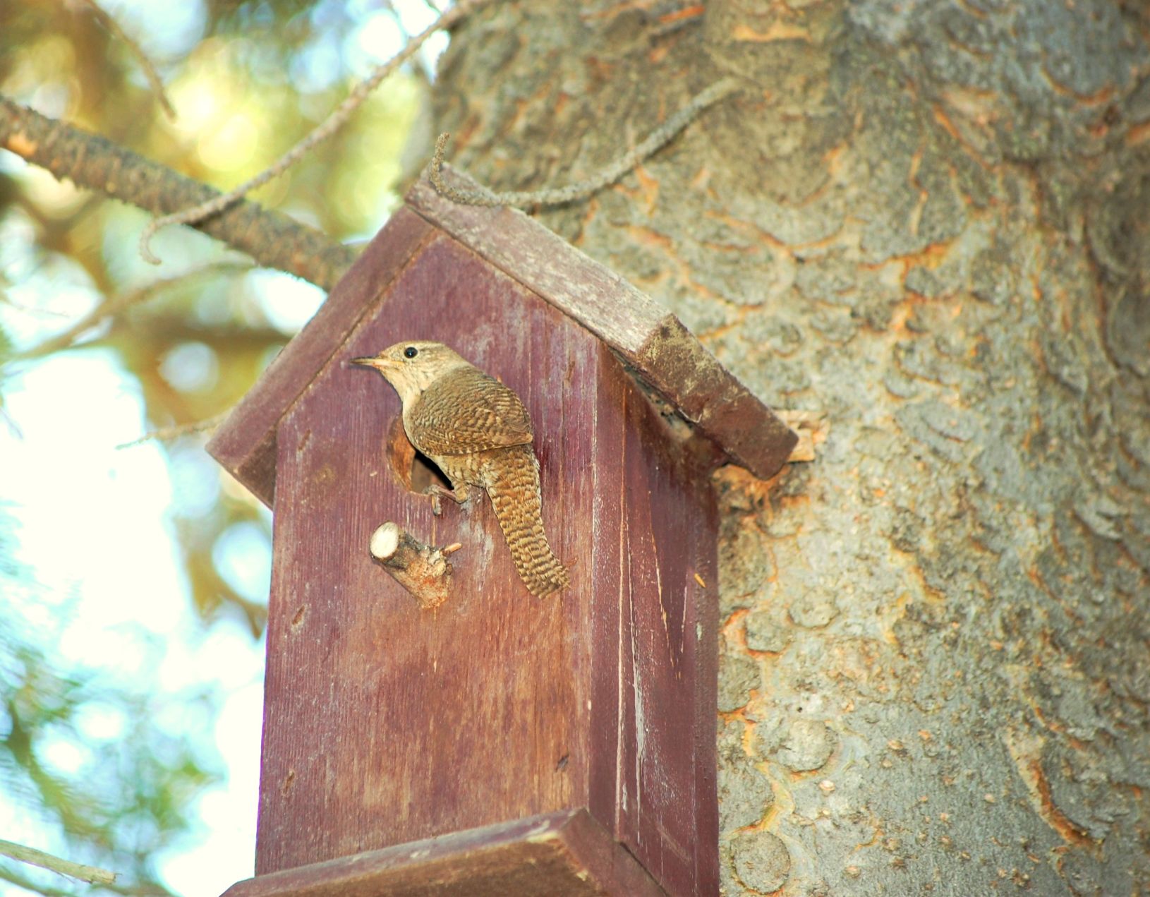 A little Wren